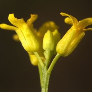 Barbarea praecox var. longisiliqua (Jord.) Rouy & Foucaud (Barbarée de printemps)