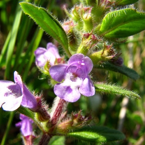 Photographie n°63418 du taxon Acinos arvensis (Lam.) Dandy [1946]