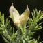  Liliane Roubaudi - Genista hispanica L. [1753]