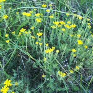 Photographie n°63424 du taxon Genista hispanica L. [1753]