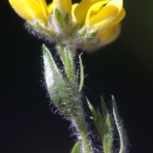 Photographie n°63429 du taxon Genista hispanica L. [1753]