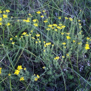 Photographie n°63430 du taxon Genista hispanica L. [1753]