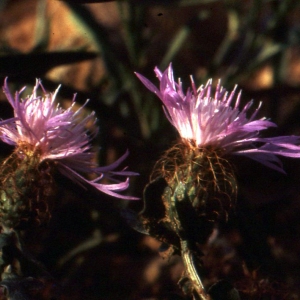 Photographie n°63436 du taxon Centaurea pectinata L. [1763]