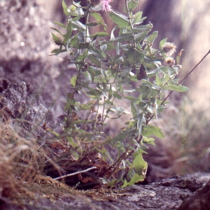 Photographie n°63438 du taxon Centaurea pectinata L. [1763]