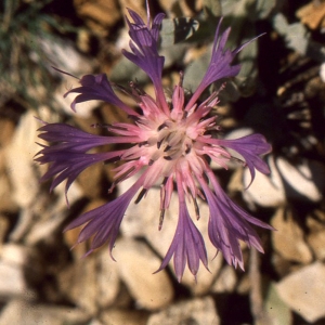 Photographie n°63439 du taxon Centaurea pectinata L. [1763]