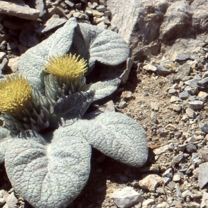 Photographie n°63451 du taxon Berardia subacaulis Vill. [1779]