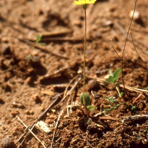 Photographie n°63452 du taxon Crepis sancta (L.) Bornm. [1913]