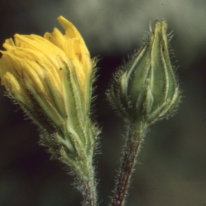 Photographie n°63453 du taxon Crepis sancta (L.) Bornm. [1913]