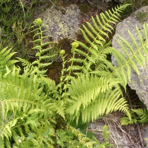 Photographie n°63457 du taxon Oreopteris limbosperma (Bellardi ex All.) Holub [1969]