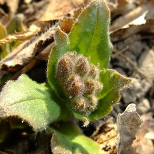 Photographie n°63466 du taxon Pulmonaria officinalis L. [1753]