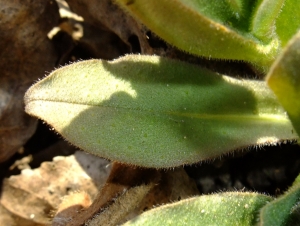 Yoan Martin, le 12 mars 2012 (Avolsheim)