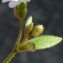  Bertrand BUI - Saxifraga tridactylites L. [1753]