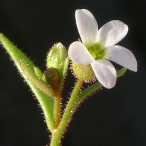 Photographie n°63486 du taxon Saxifraga tridactylites L. [1753]