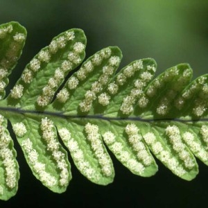 Photographie n°63496 du taxon Gymnocarpium dryopteris (L.) Newman [1851]