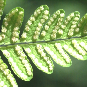 Photographie n°63497 du taxon Gymnocarpium dryopteris (L.) Newman [1851]