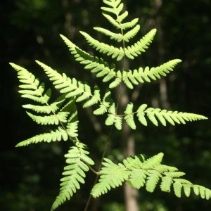 Photographie n°63498 du taxon Gymnocarpium dryopteris (L.) Newman [1851]