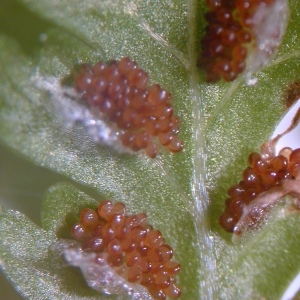 Polypodium filix-femina L. (Fougère femelle)