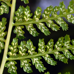 Photographie n°63505 du taxon Athyrium filix-femina (L.) Roth [1799]