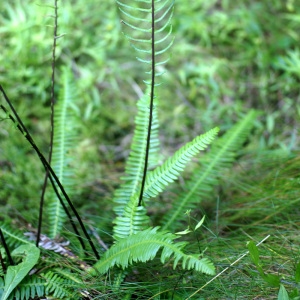 Photographie n°63522 du taxon Blechnum spicant (L.) Roth [1794]