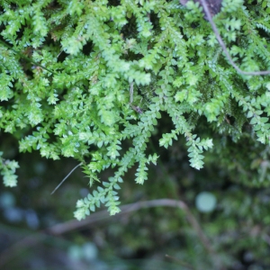 Photographie n°63532 du taxon Selaginella denticulata (L.) Spring [1838]