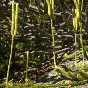 Photographie n°63566 du taxon Lycopodium clavatum L. [1753]