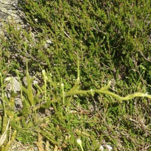 Photographie n°63568 du taxon Lycopodium clavatum L. [1753]