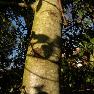 Photographie n°63585 du taxon Populus tremula L. [1753]