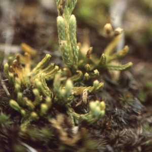 Photographie n°63613 du taxon Diphasiastrum tristachyum (Pursh) Holub [1975]