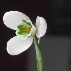 Photographie n°63628 du taxon Galanthus nivalis L. [1753]