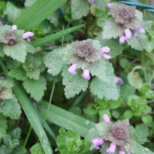 Photographie n°63633 du taxon Lamium purpureum L. [1753]