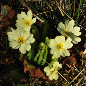  - Primula vulgaris subsp. vulgaris