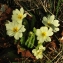  Gérard CalbÉrac - Primula vulgaris subsp. vulgaris