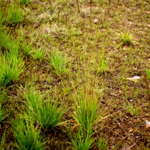 Photographie n°63669 du taxon Molinia caerulea (L.) Moench [1794]