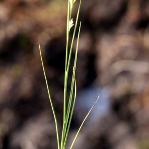 Photographie n°63676 du taxon Rhynchospora alba (L.) Vahl [1805]