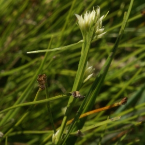  - Rhynchospora alba (L.) Vahl [1805]