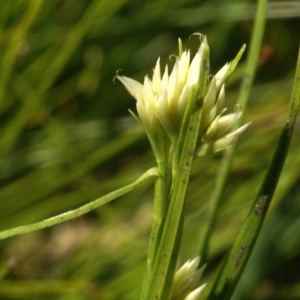 Rhynchospora alba (L.) Vahl (Rhynchospora blanc)