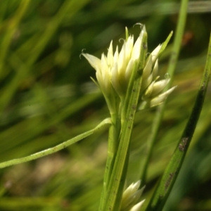 Phaeocephalum album (L.) House (Rhynchospora blanc)