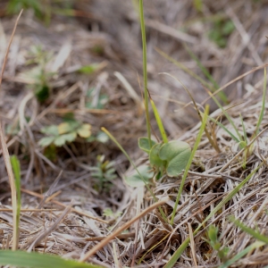 Photographie n°63683 du taxon Parnassia palustris L. [1753]