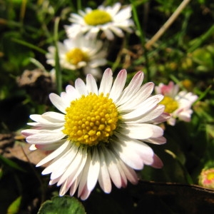 Photographie n°63695 du taxon Bellis perennis L. [1753]