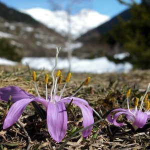 Photographie n°63702 du taxon Bulbocodium vernum L. [1753]