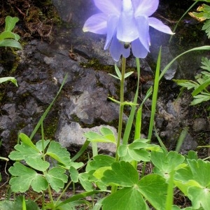 Photographie n°63705 du taxon Aquilegia pyrenaica DC. [1815]