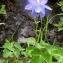  Alain Bigou - Aquilegia pyrenaica DC. [1815]