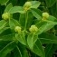  Alain Bigou - Euphorbia hyberna L. [1753]