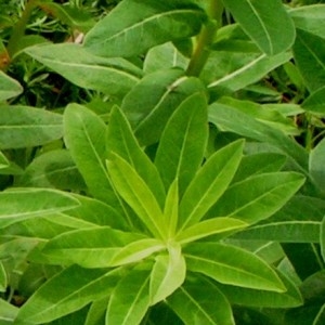 Photographie n°63712 du taxon Euphorbia hyberna L. [1753]