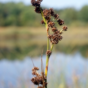 Photographie n°63715 du taxon Cladium mariscus (L.) Pohl [1809]