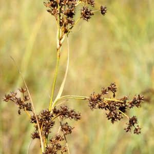 Photographie n°63716 du taxon Cladium mariscus (L.) Pohl [1809]