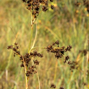 Photographie n°63717 du taxon Cladium mariscus (L.) Pohl [1809]