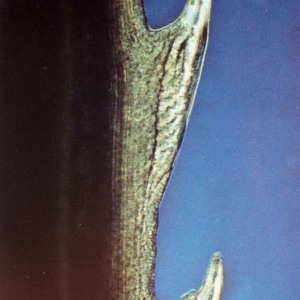 Photographie n°63721 du taxon Cladium mariscus (L.) Pohl [1809]