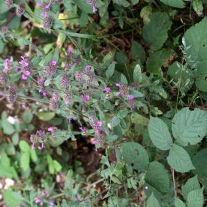 Photographie n°63729 du taxon Clinopodium vulgare L.