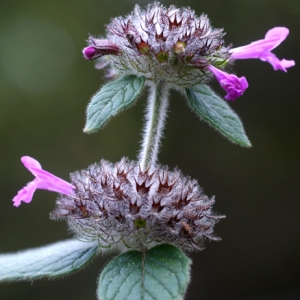 Photographie n°63730 du taxon Clinopodium vulgare L.